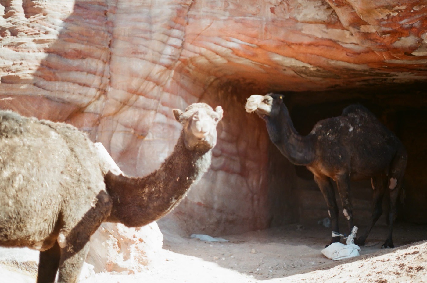 Camels resting in the shade of a rock shelter at Petra