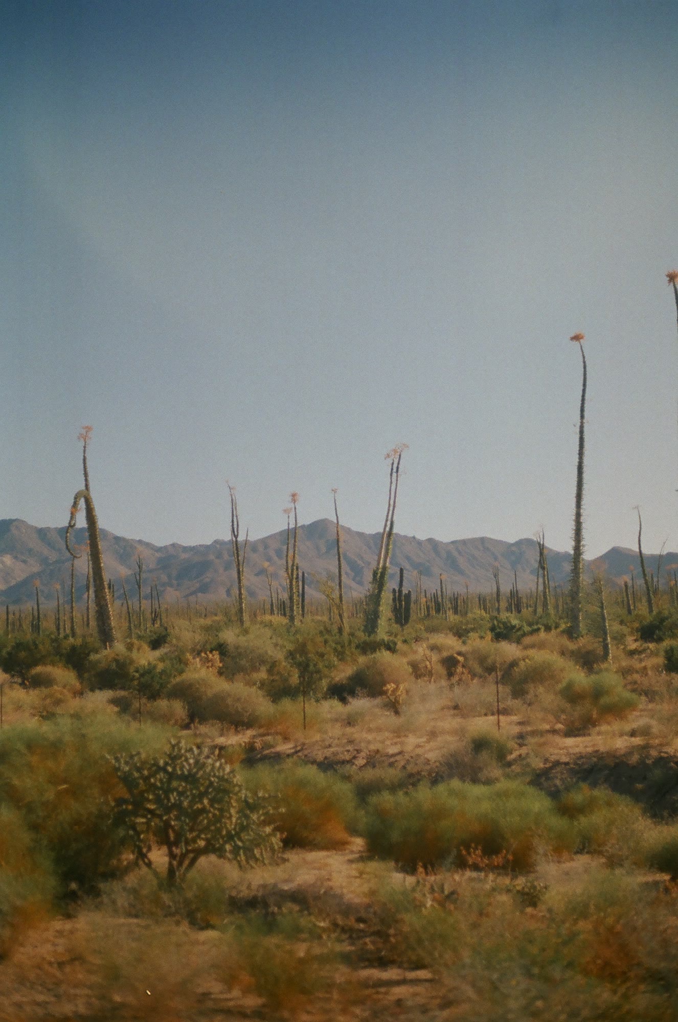 Boojum trees standing over the cactus flats of the Baja desert