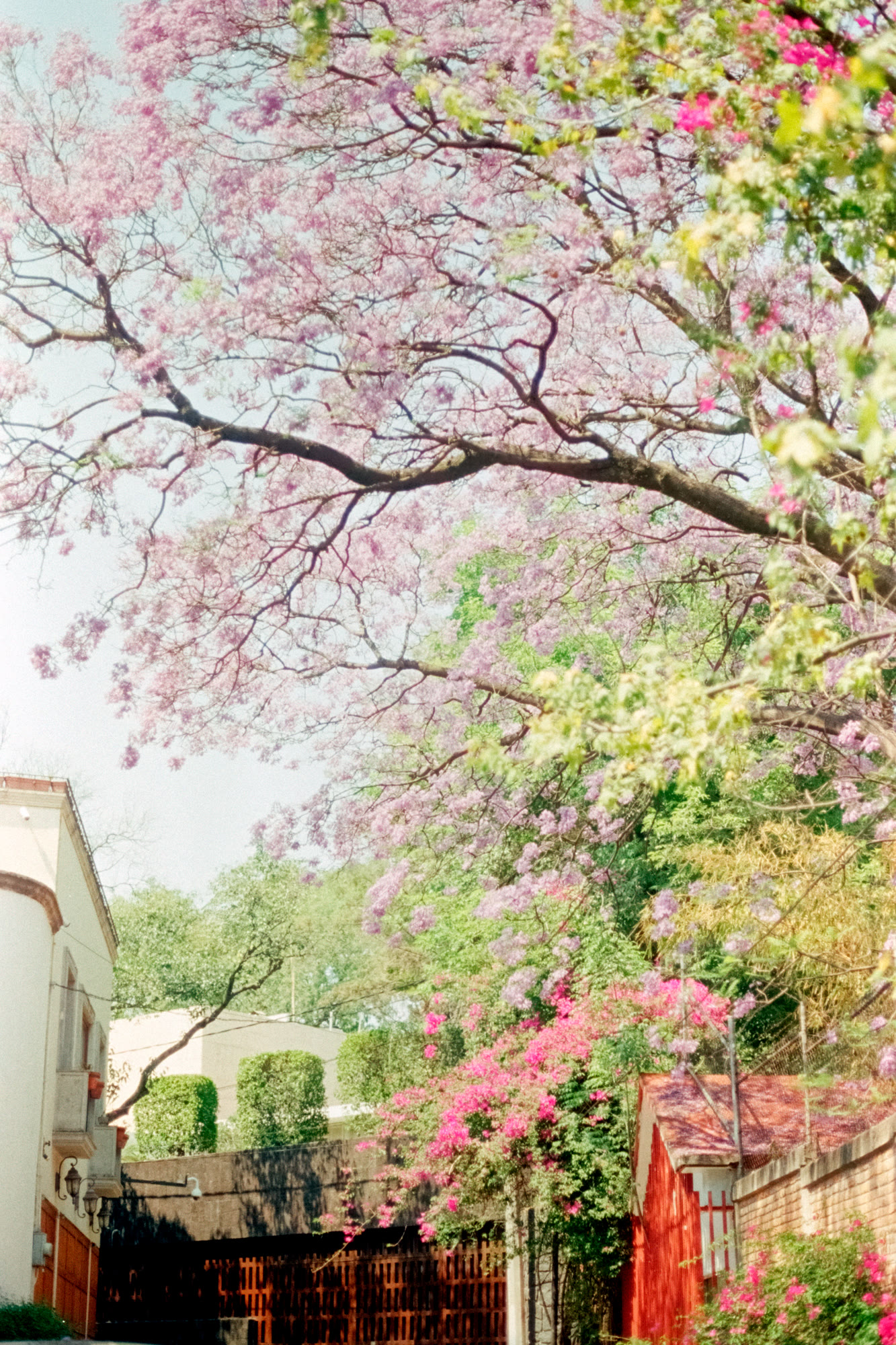 Jacaranda and bougainvillea over a quiet Mexico City street