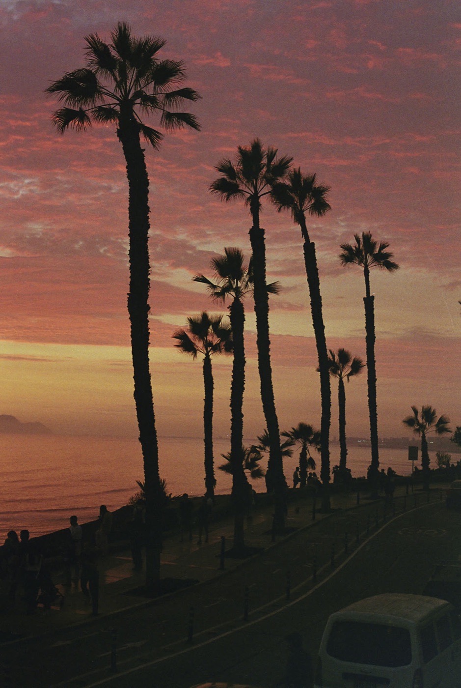 Palms along the Lima clifftop at sunset