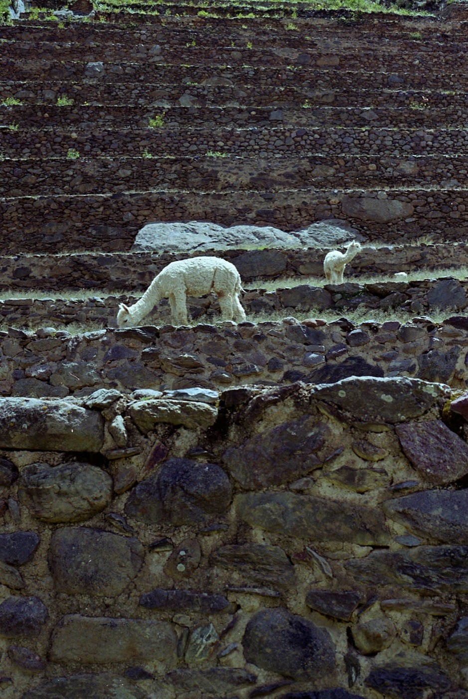 A llama grazing the terraces, shot on black and white film