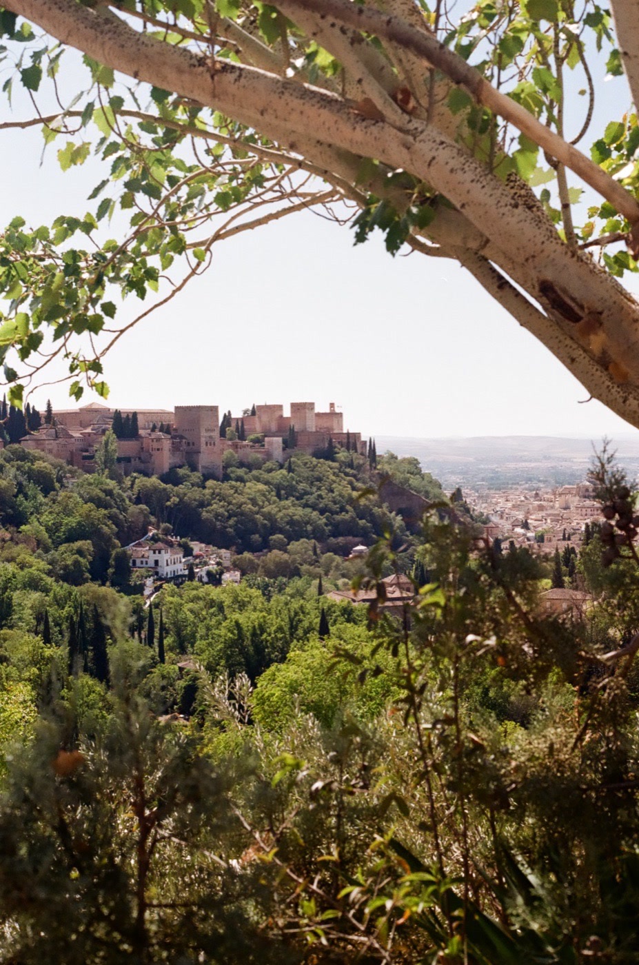 The Alhambra seen through the trees from across the valley in Granada