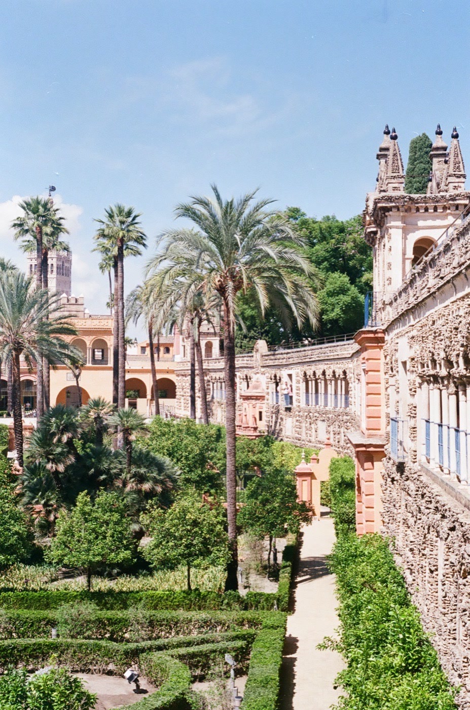 Palms and clipped hedges in the palace gardens at Sevilla